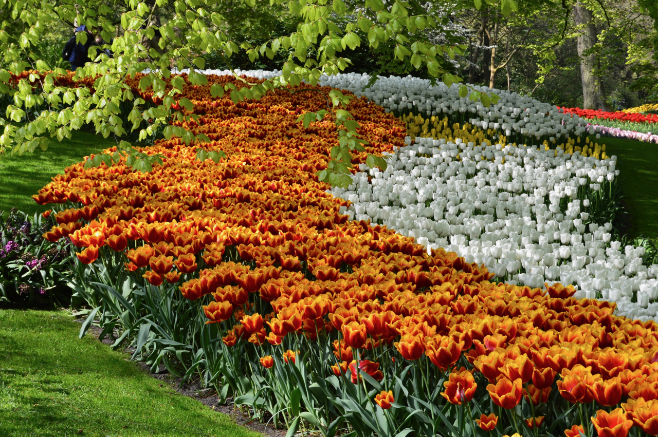 12 Things you should know before you visit Keukenhof Tulip Garden