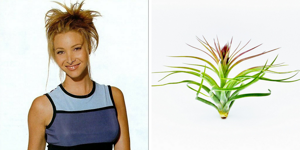 If F.R.I.E.N.D.S. Were Houseplants