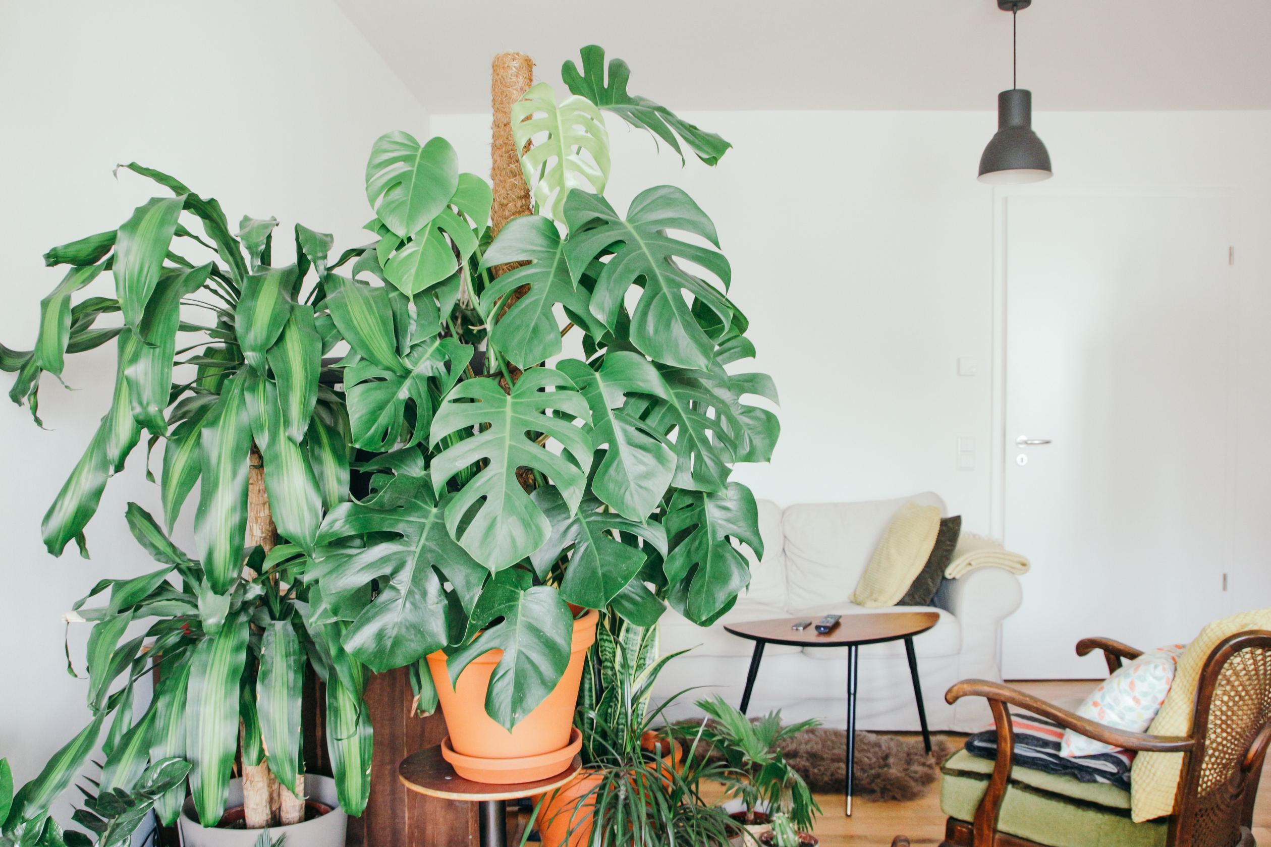 Millennials and Houseplants Go Together Like Succulents and Sunlight