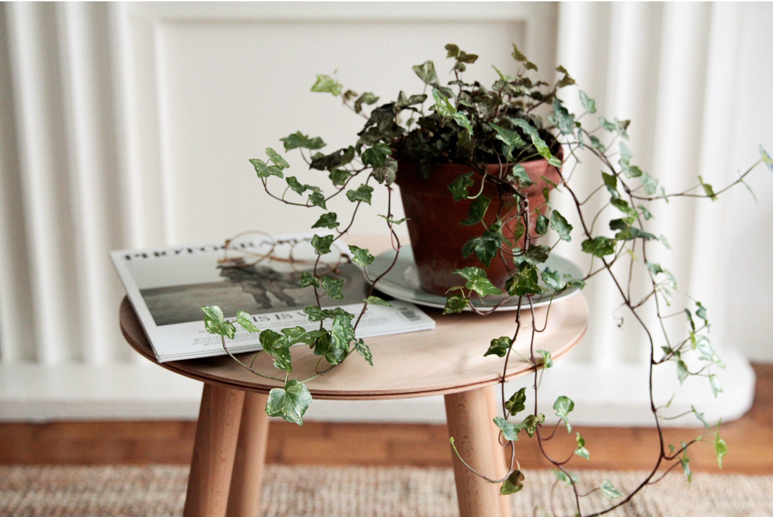 How to move your houseplants long distances