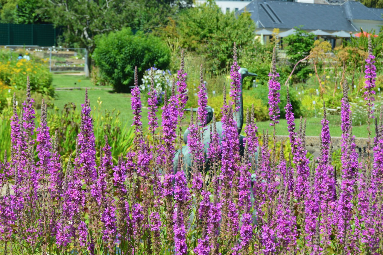 Visit Bonn Botanical Garden - Photo by Mickey Gast