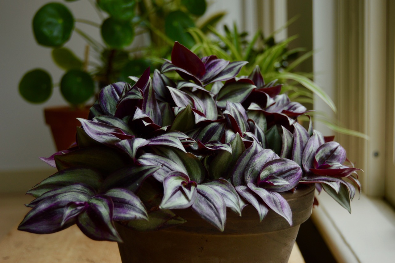 Create an Oasis in Your Home with Sensory Houseplants