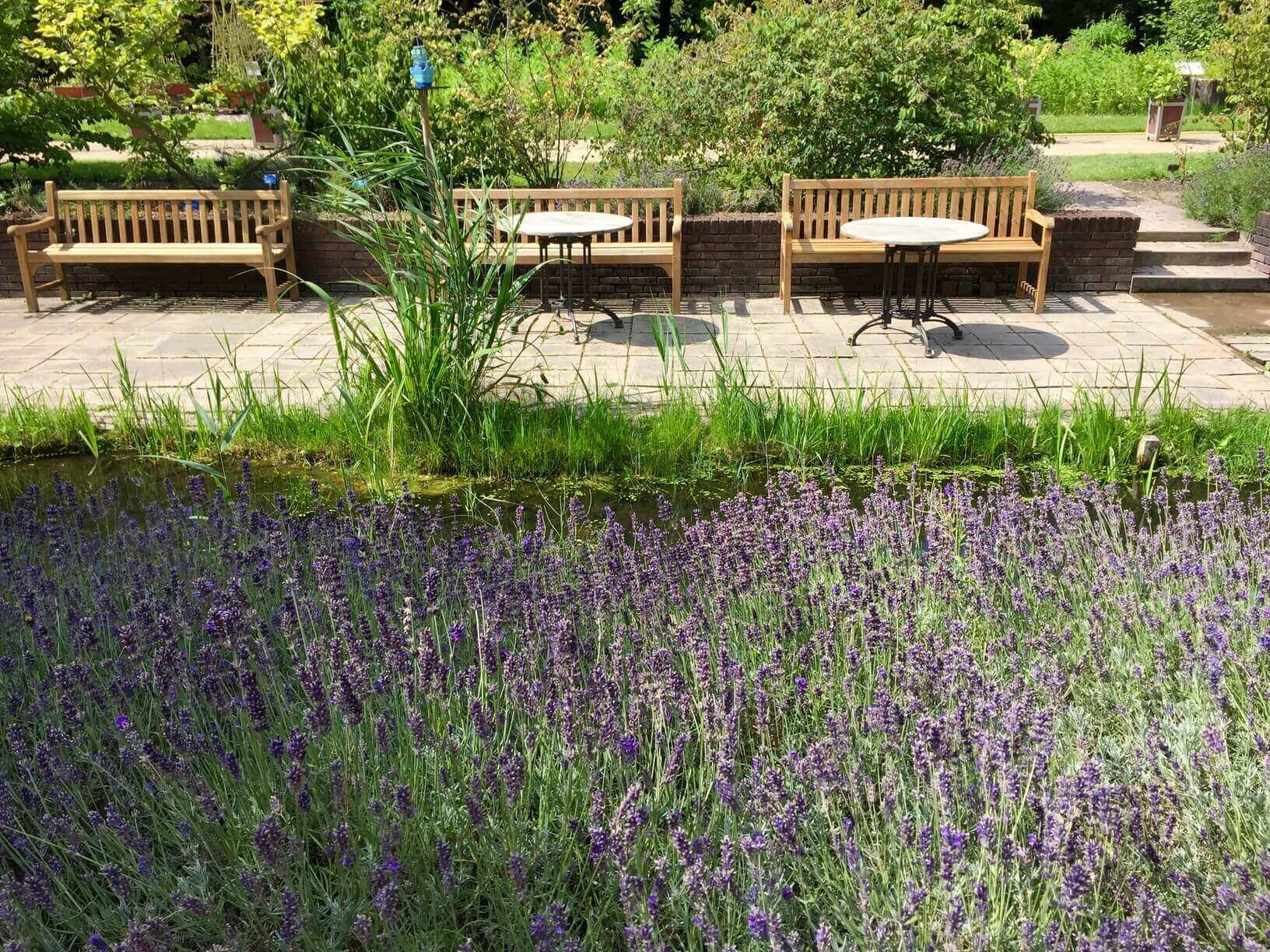 Lavander garden at Delft Botanical Garden - Photo by Mickey Gast