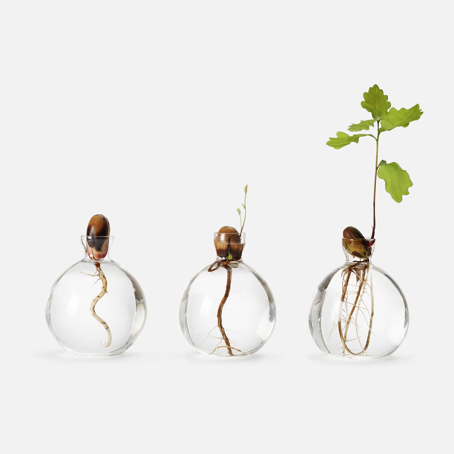 Acorn Sprouting Vase from Iconic Swedish Brand Svenskt Tenn