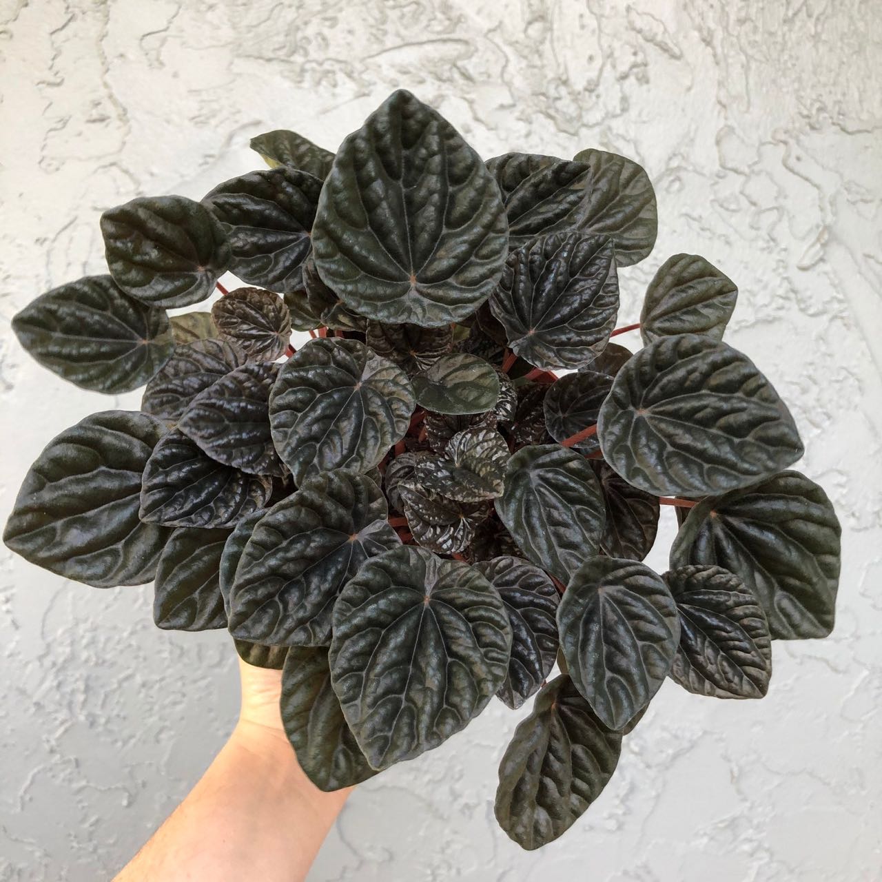 Feeling Goth or Dark Chic? Black houseplants for your home decor