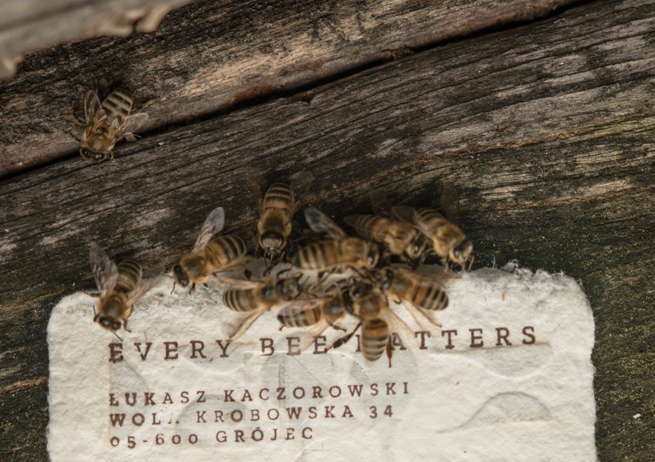 Energy Drink for Bees, Courtesy of Paper