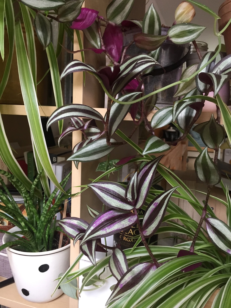 5 Houseplant resolutions for spring