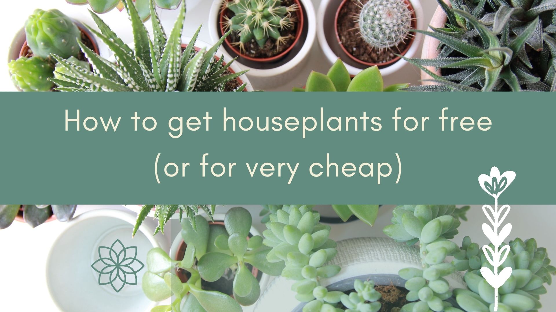 How to get houseplants for free or for cheap