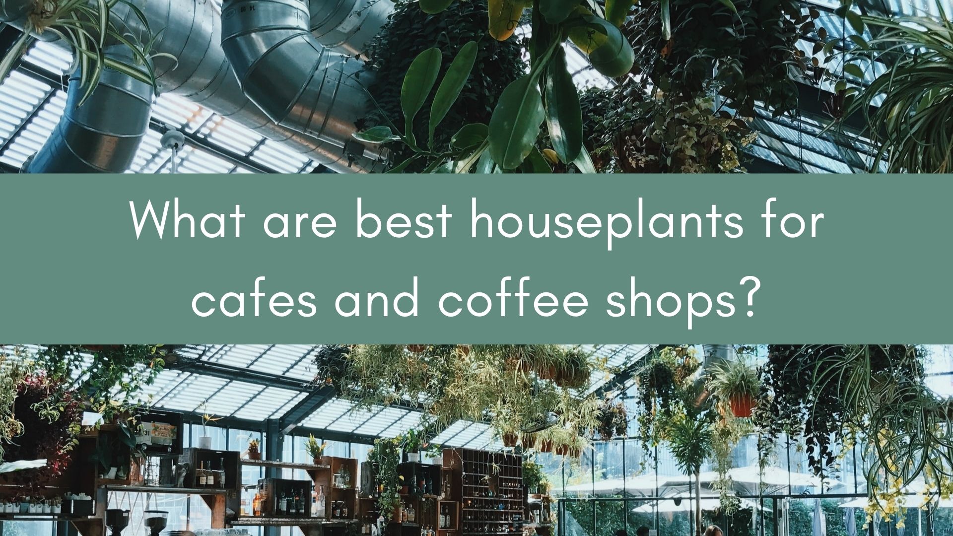 The Best houseplants for your cafe or coffee shop