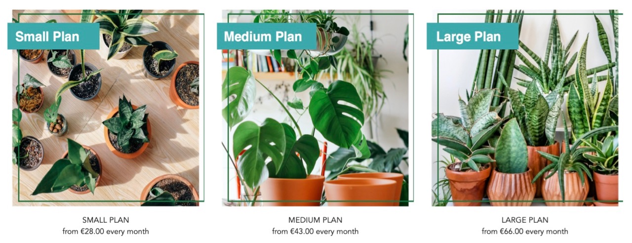 Want to rent houseplants? Rent-to-own service for plants