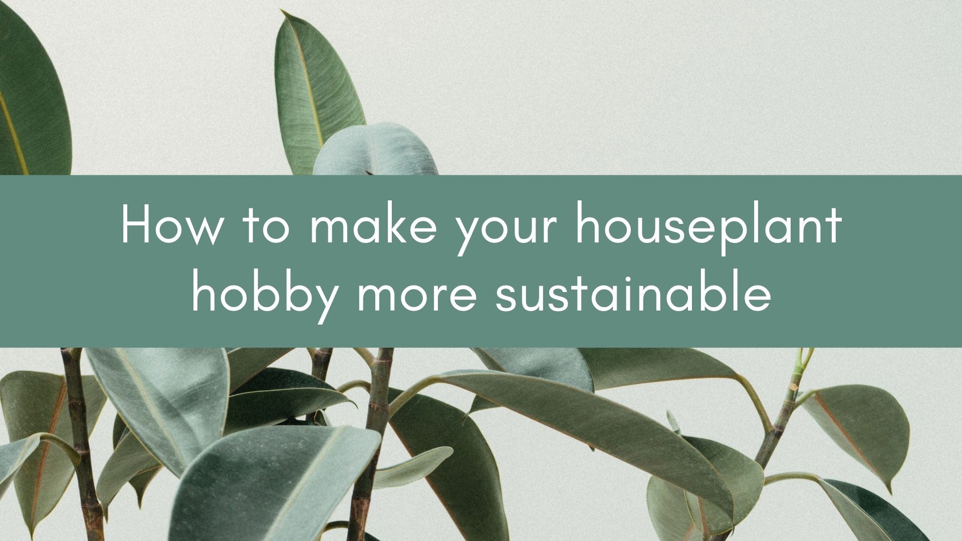 How to make your love of houseplants sustainable