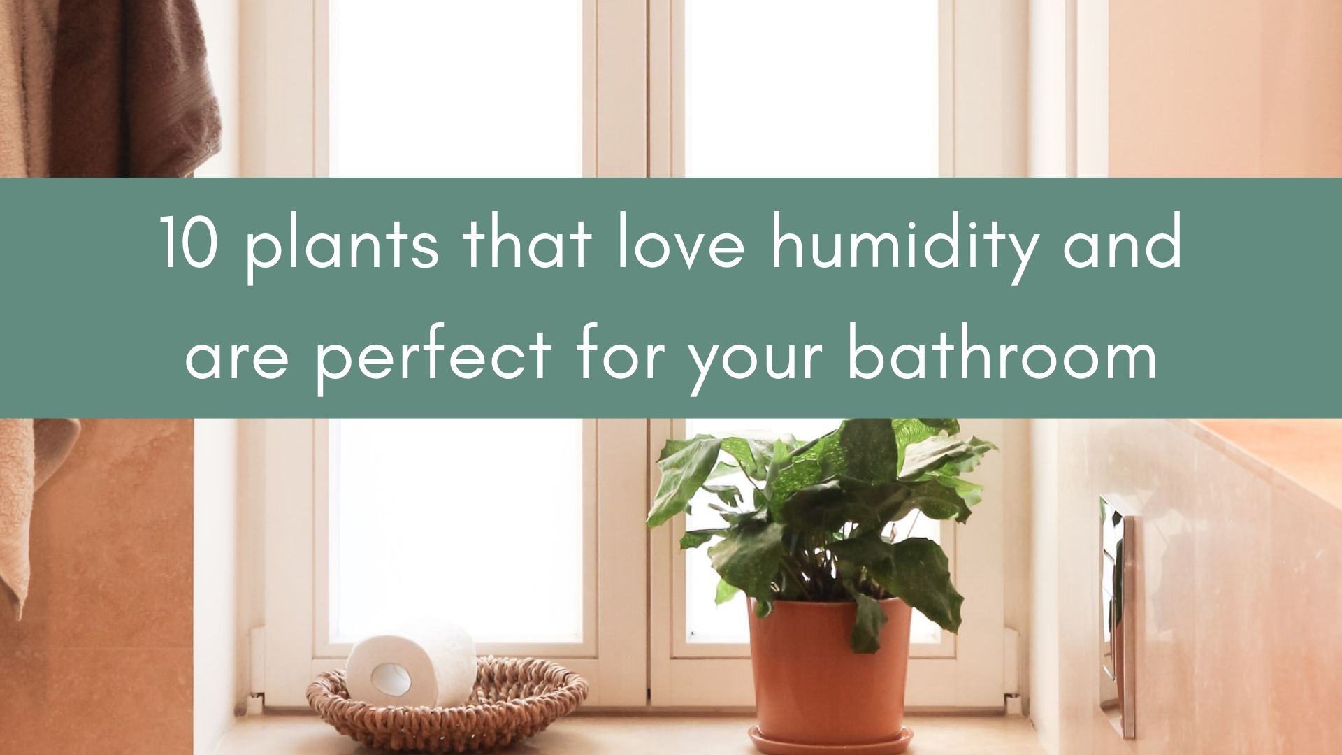 10 plants that love the humidity in your bathroom