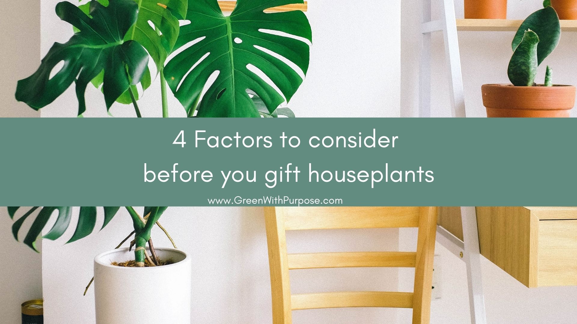 4 Factors to consider before you gift houseplants