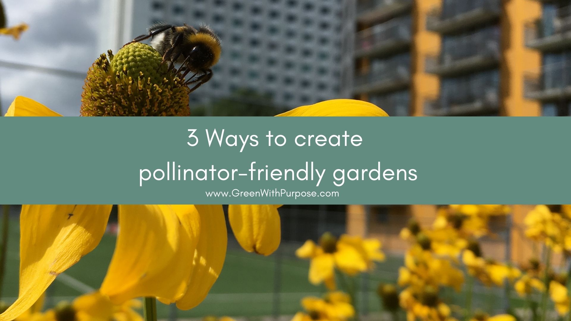 3 Things I learned about planting for pollinators