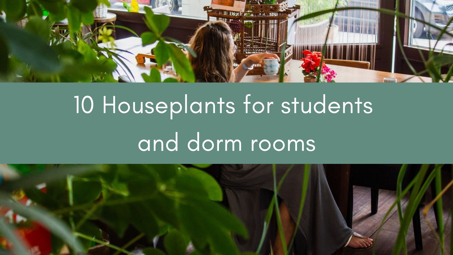 10 Houseplants for students and dorm rooms