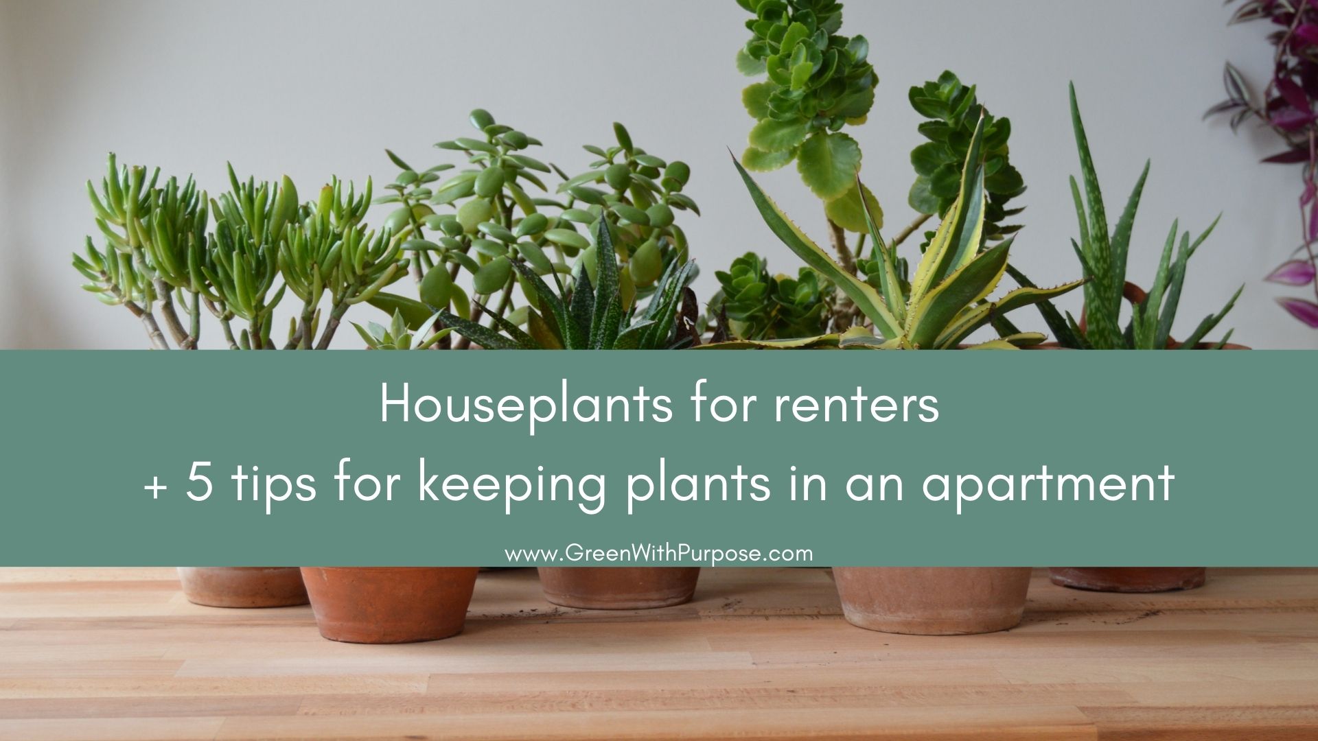 Houseplants for renters and 5 strategies for keeping plants as a renter