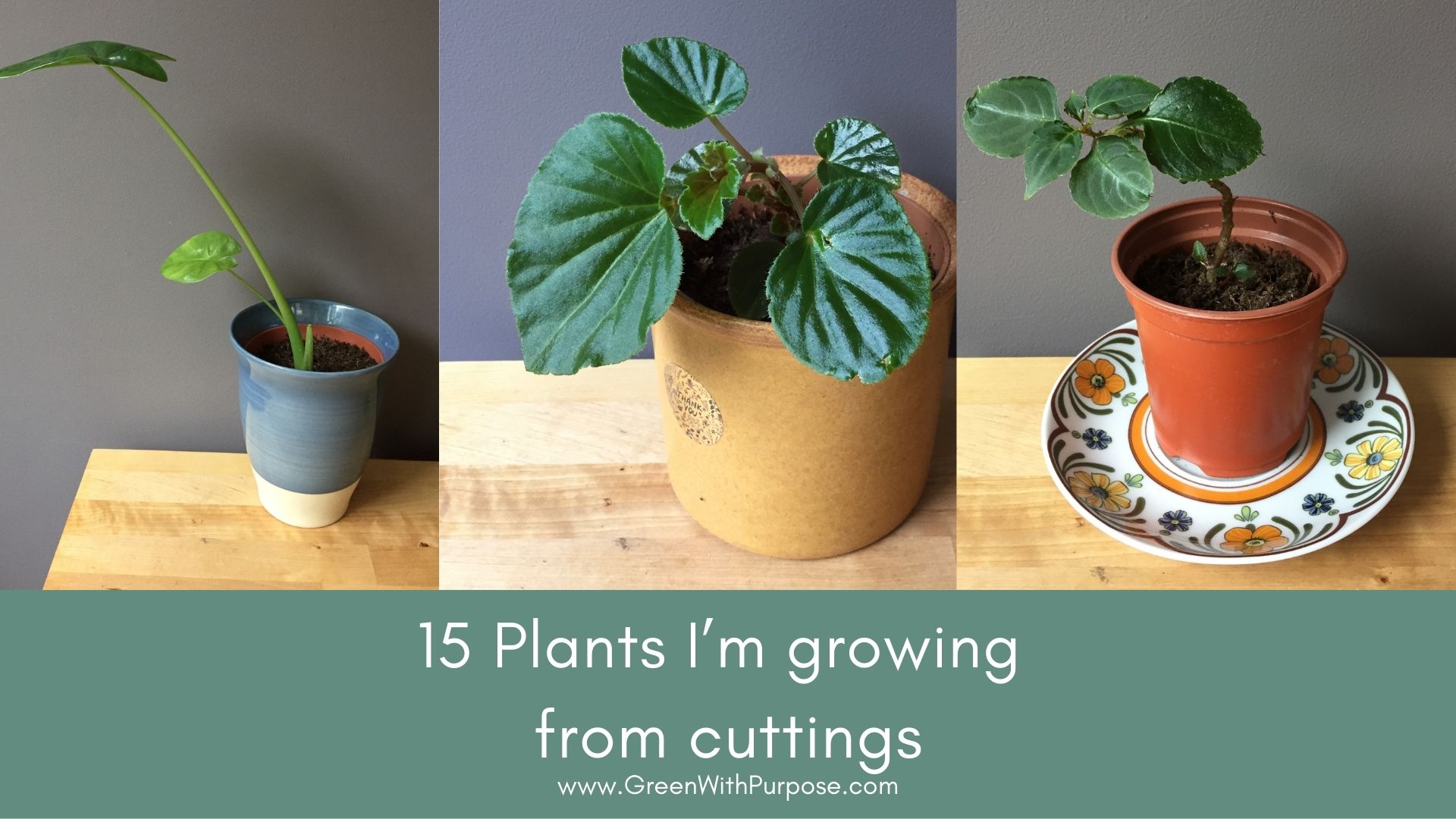 15 Plants I’m growing from cuttings