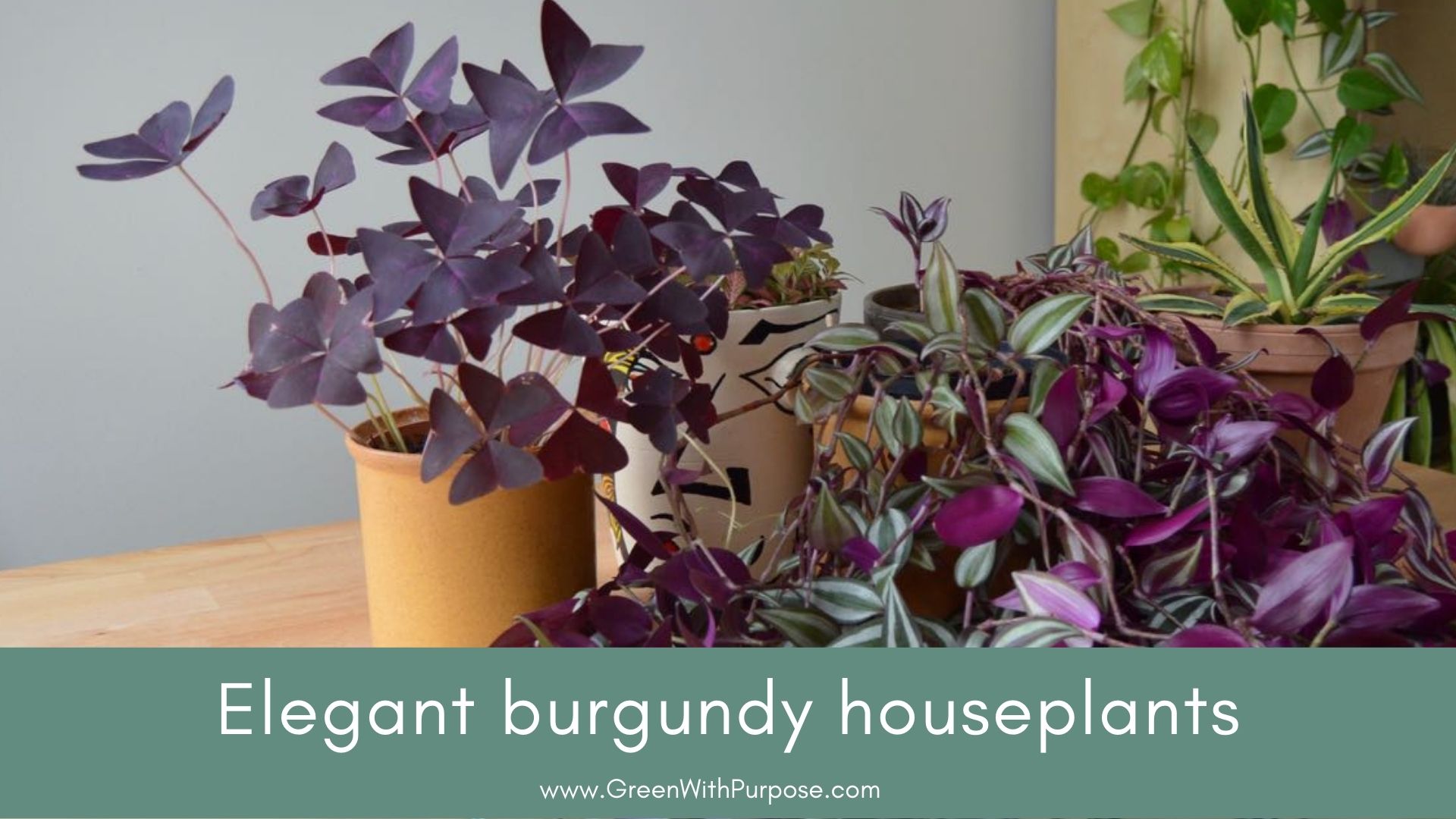 Elegant burgundy houseplants for a dash of pizzazz