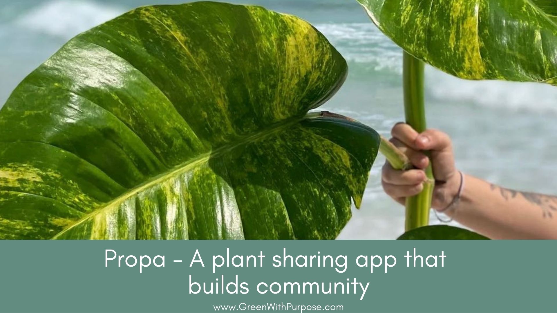 A plant sharing app that builds community