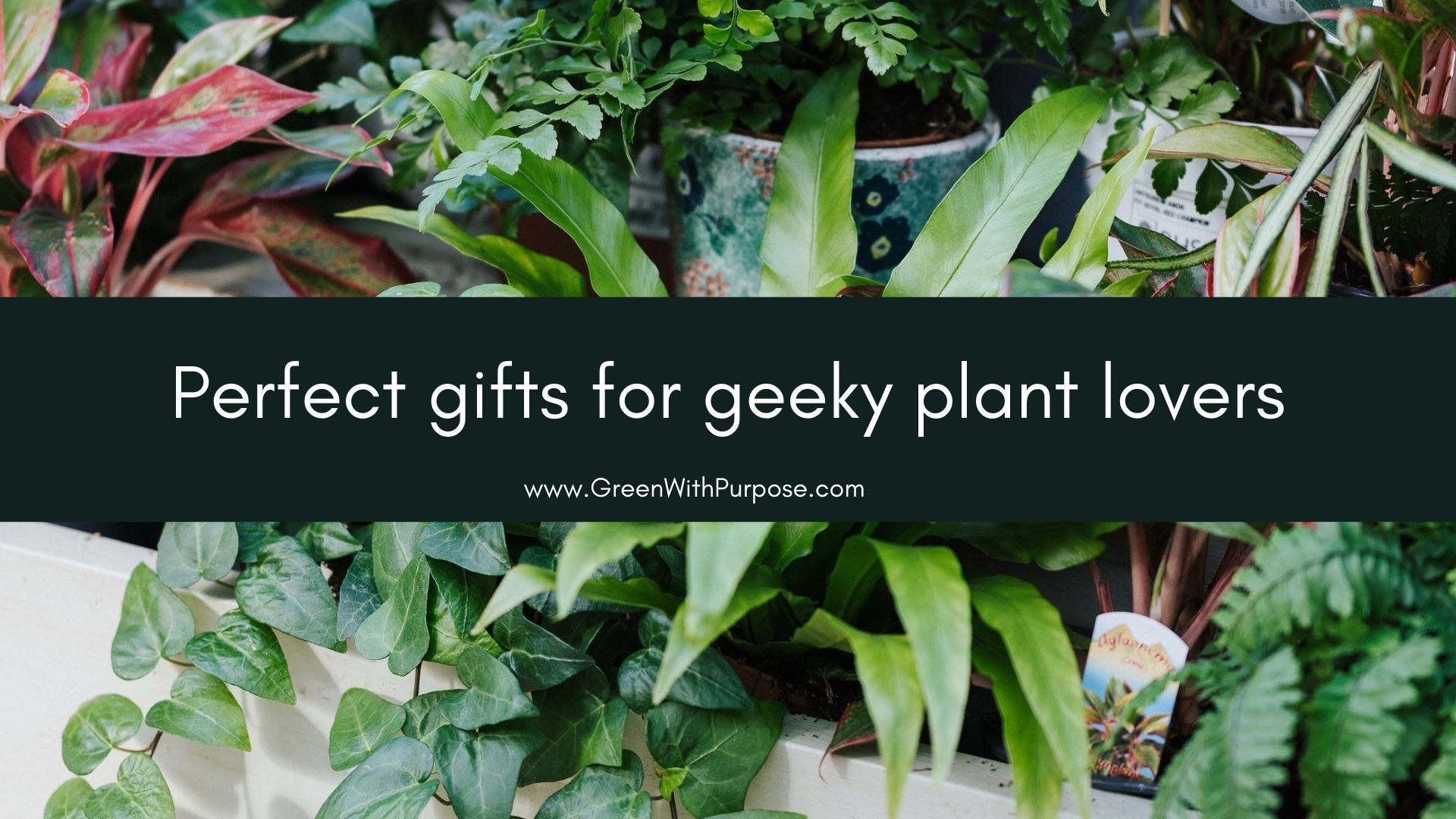 Gifts for geeky plant lovers