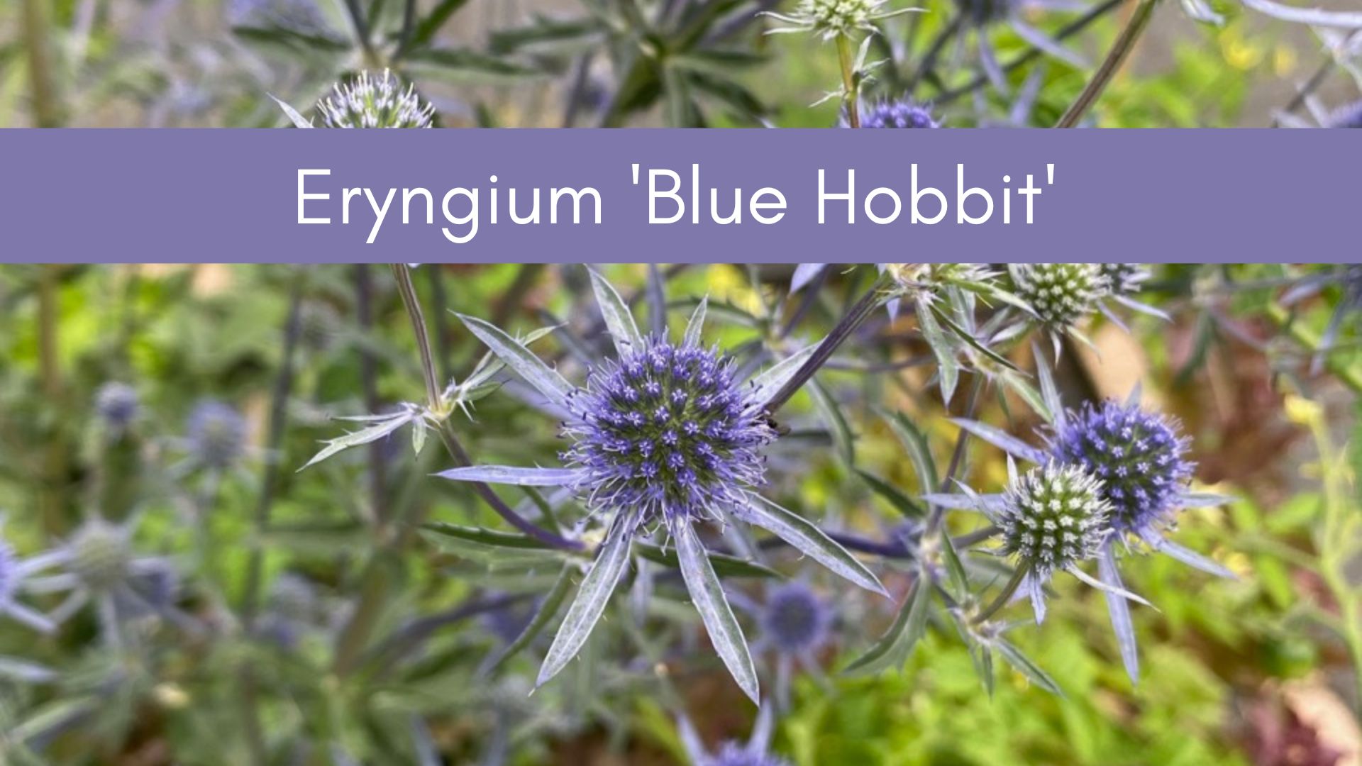 My Eryngium ‘Blue Hobbit’ in the fall