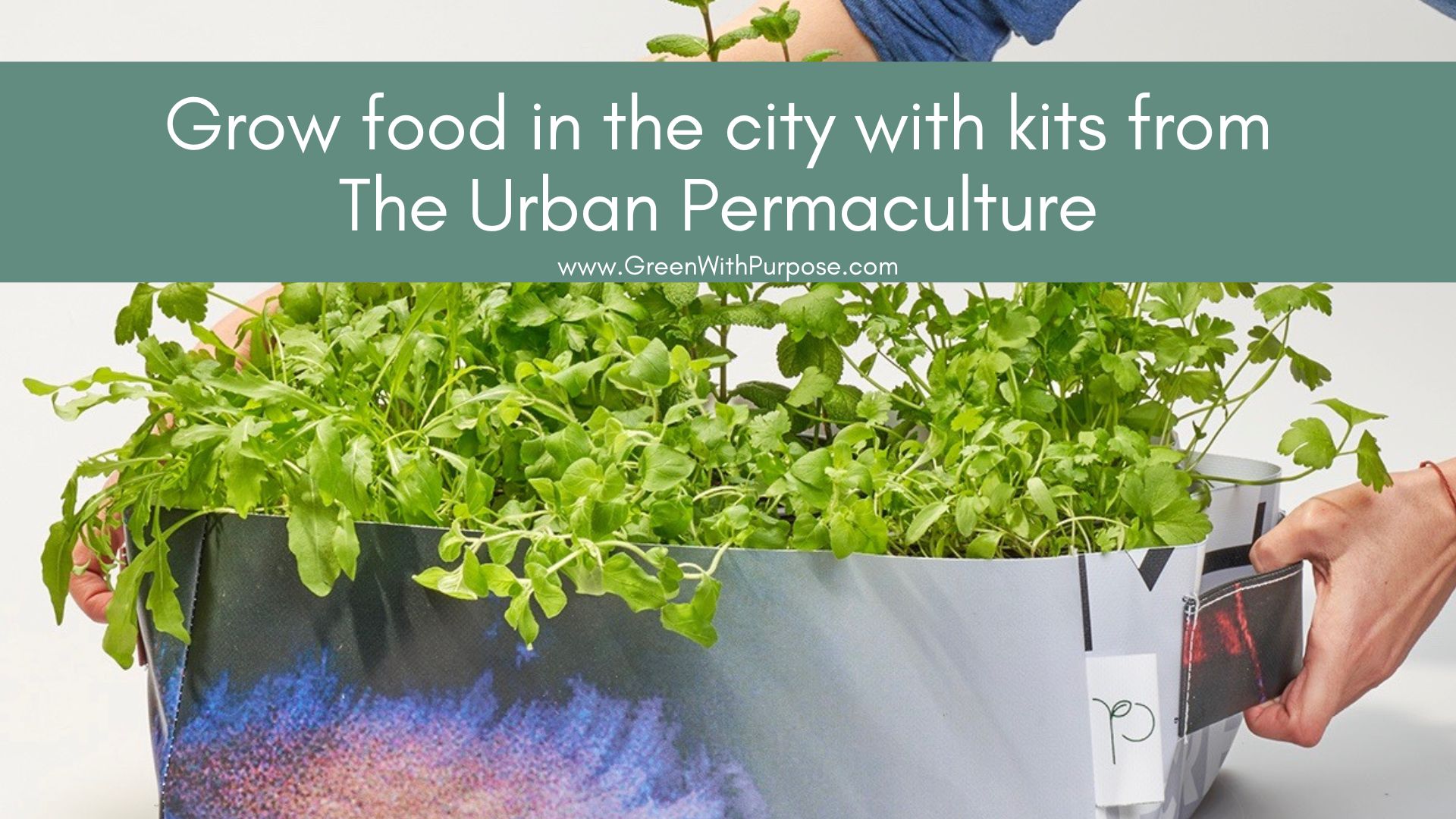 Growing food in the city with The Urban Permaculture 