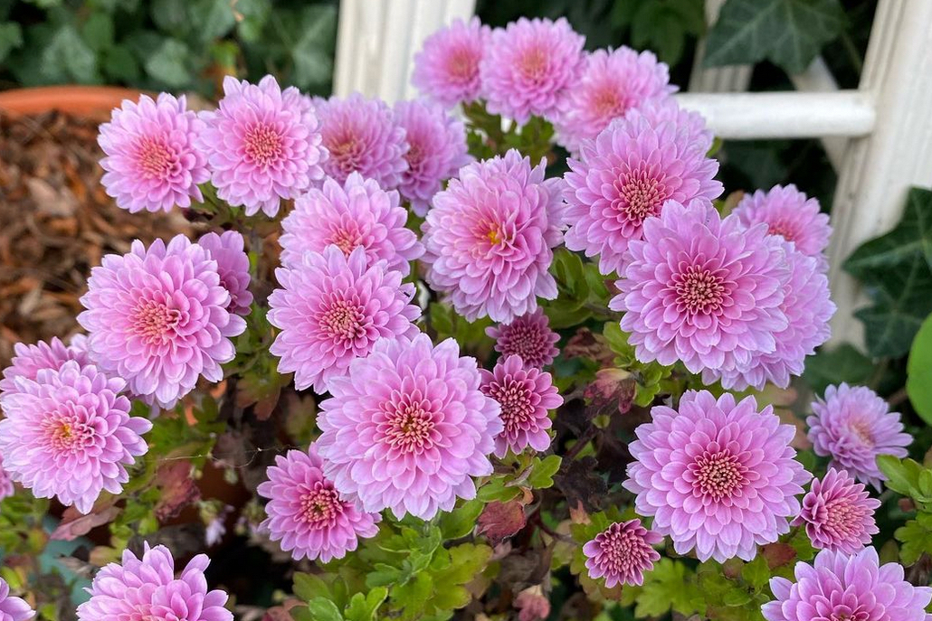 Your mums (Chrysanthemums) will bloom again