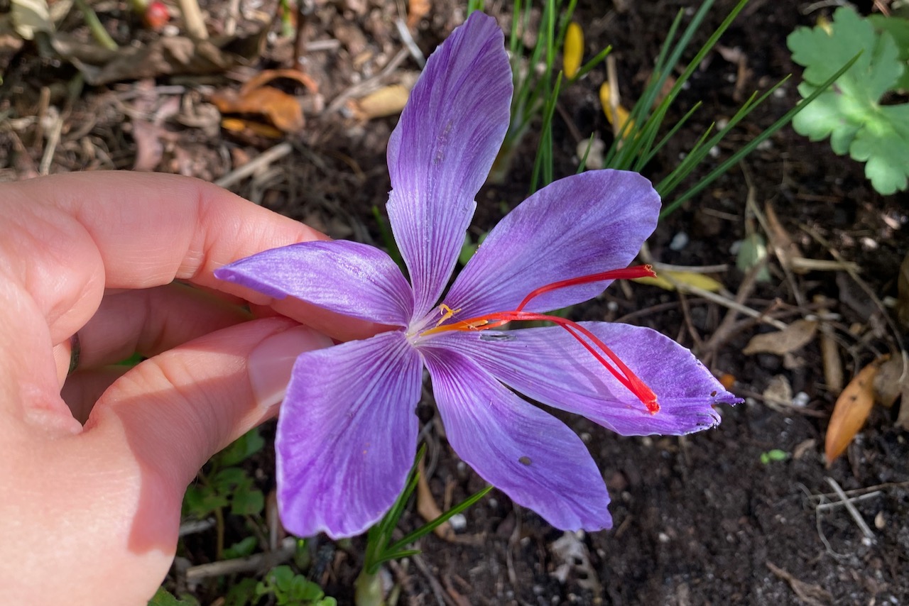 My naturalized fall saffron crocuses