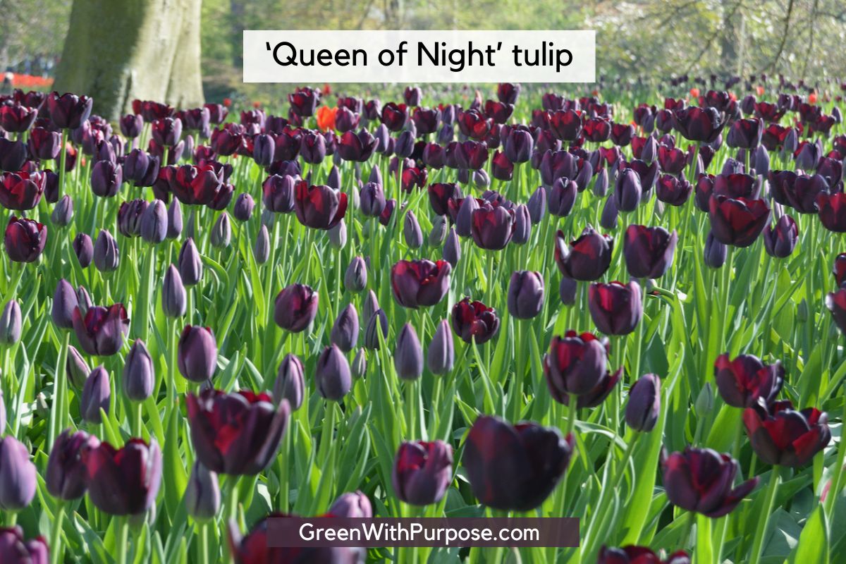 Do black tulips really exist?