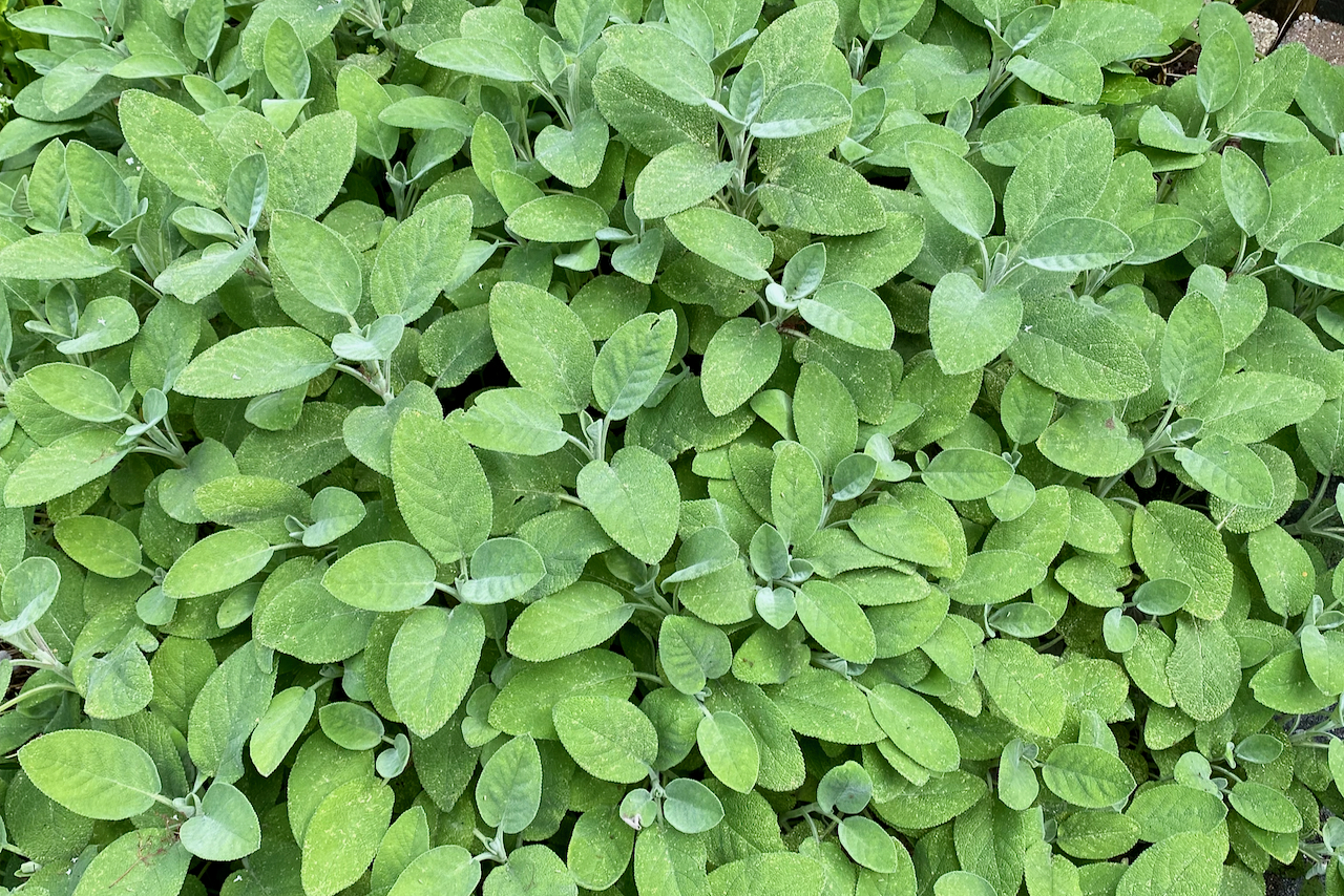 Dry sage garland